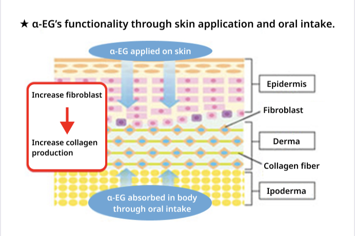 α-EG's functionallity through skin application and oral intake.